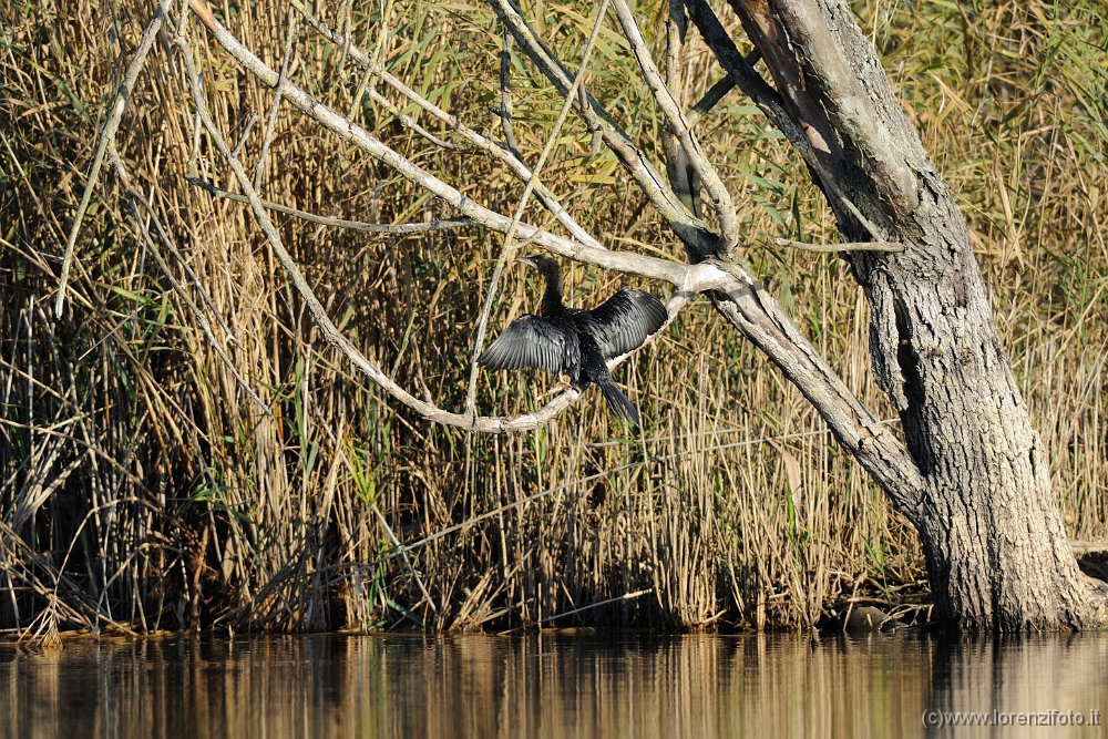 66884 Phalacrocorax pygmeus (Marangone minore).jpg